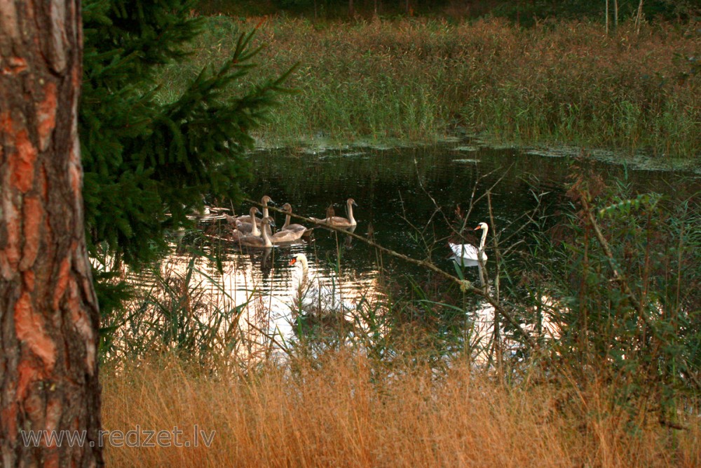 Landscape with Swans