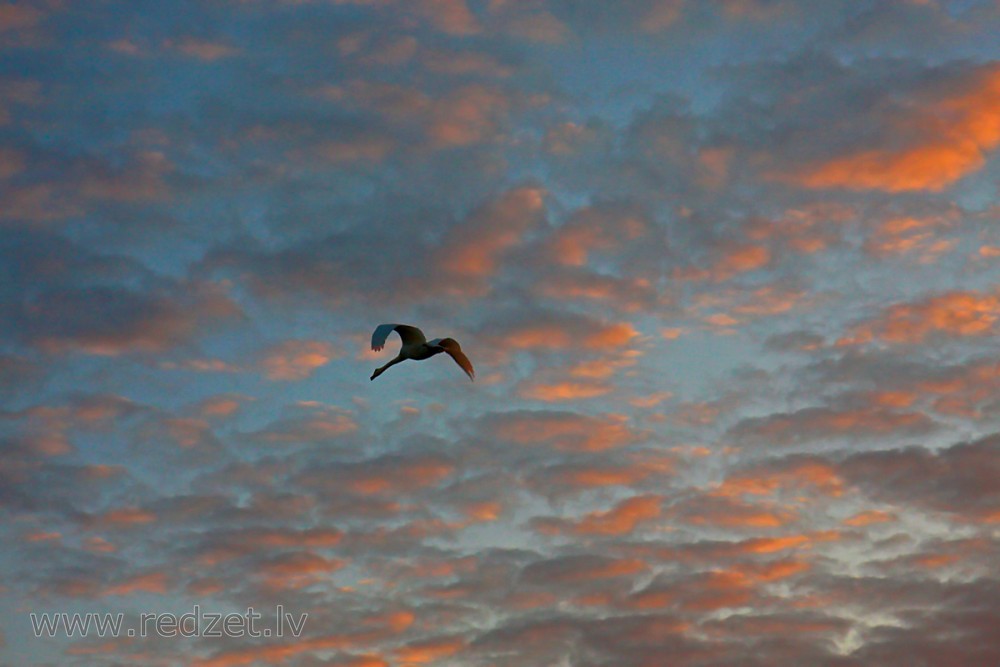 Evening Clouds