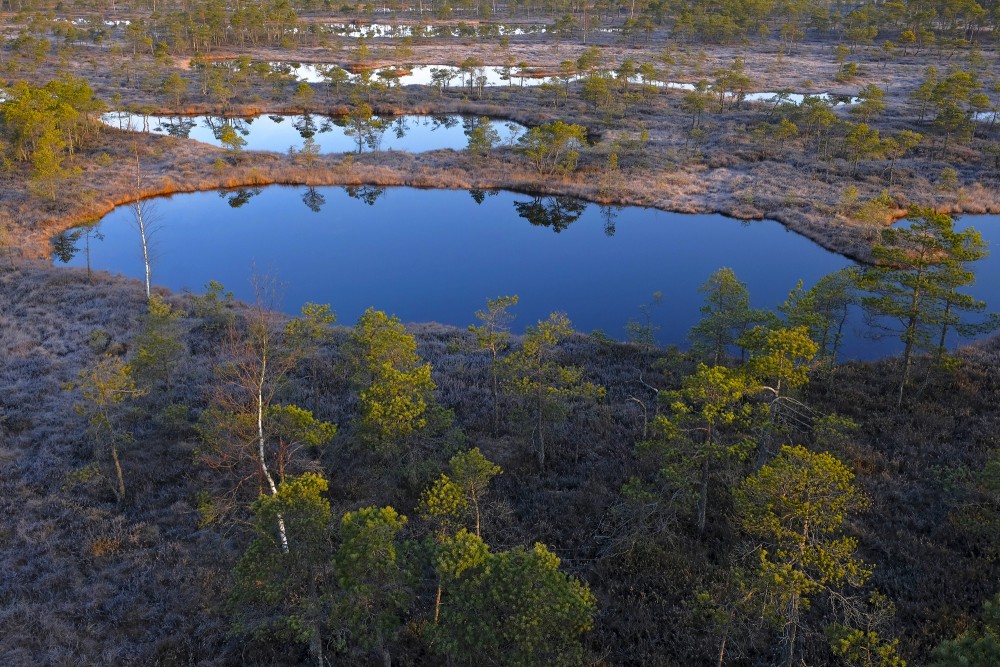 View Of Ķemeri Bog From The Viewing Tower