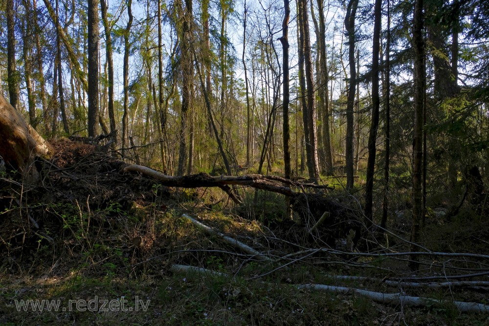 Swampy Forests