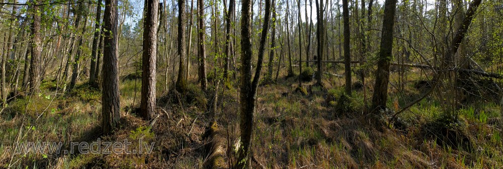 Purvaina meža panorāma Purvaina meža panorāma
