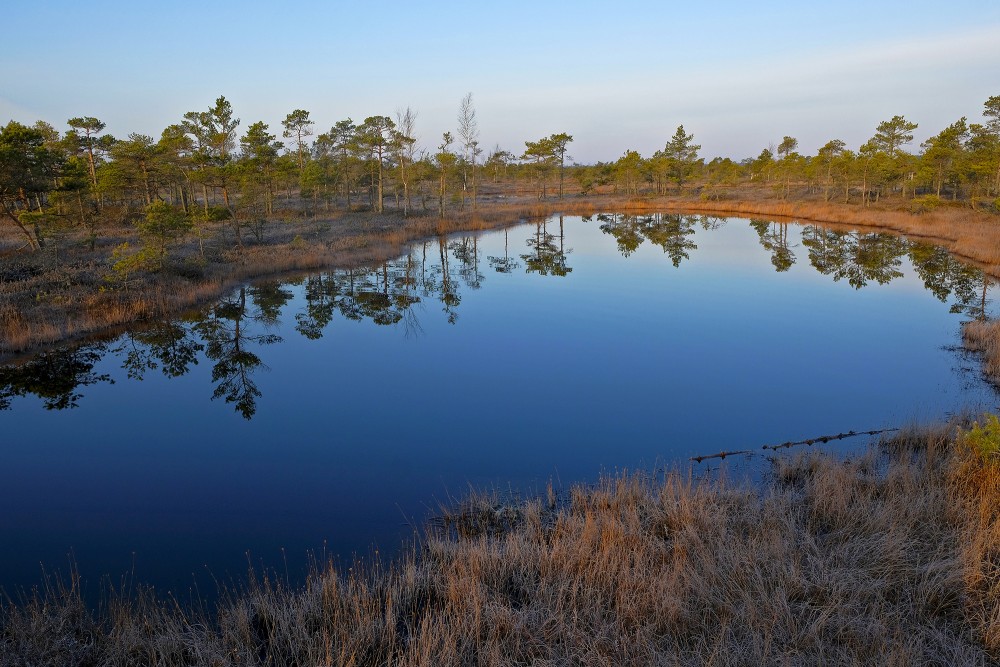 Swamp Lakes, Reflection In Water