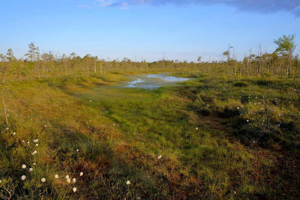 Cena Bog Morning Landscape