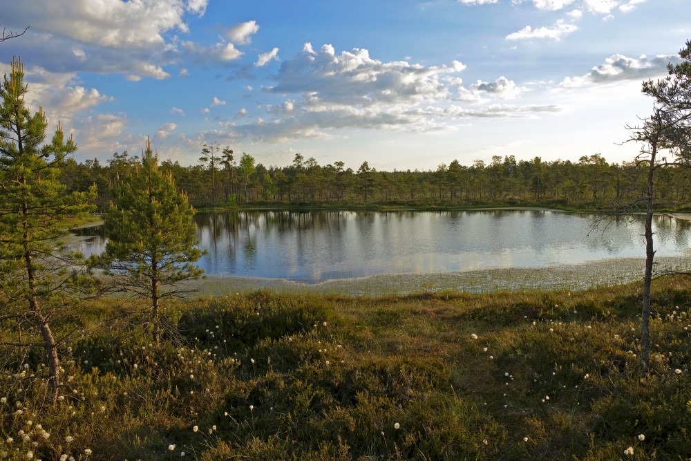 Swamp Lakes