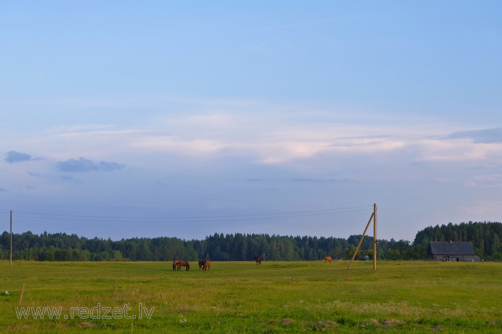 Landscape With Horses