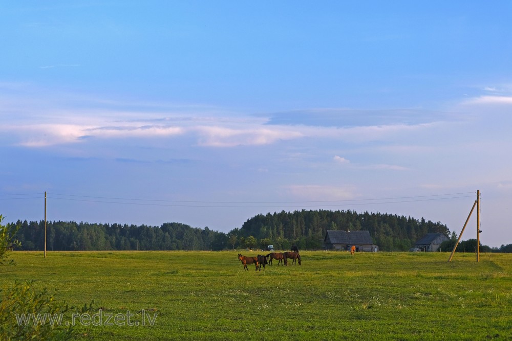 Landscape With Horses