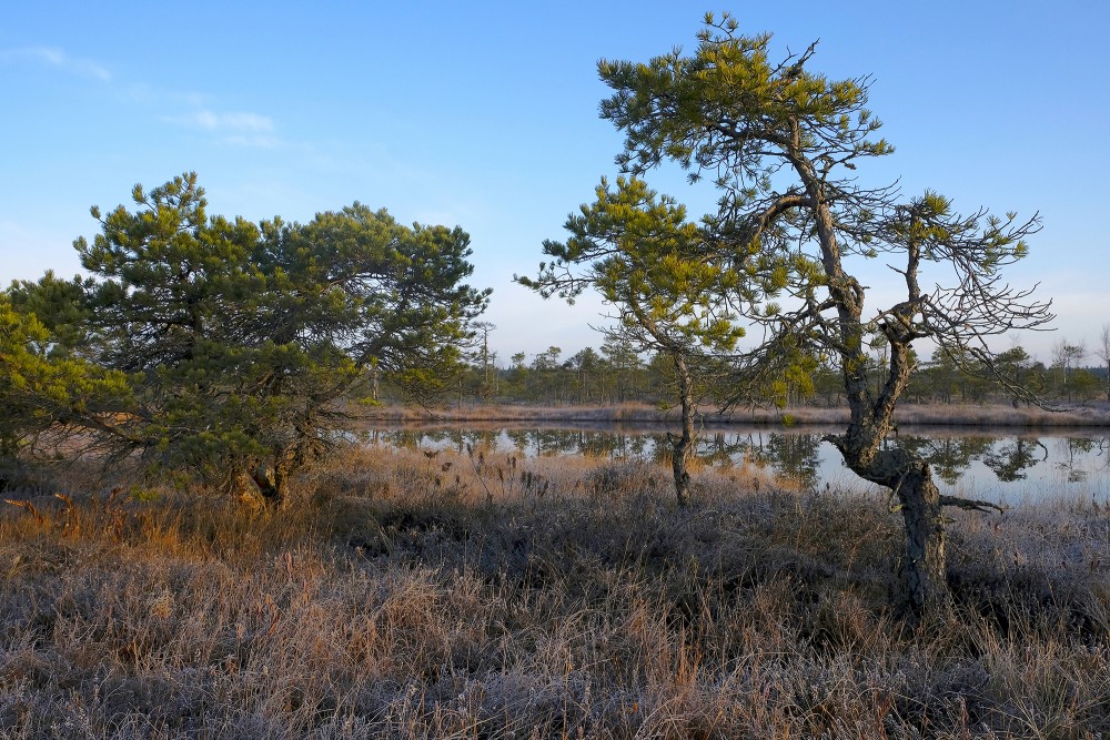 Pines In Great Ķemeri Bog