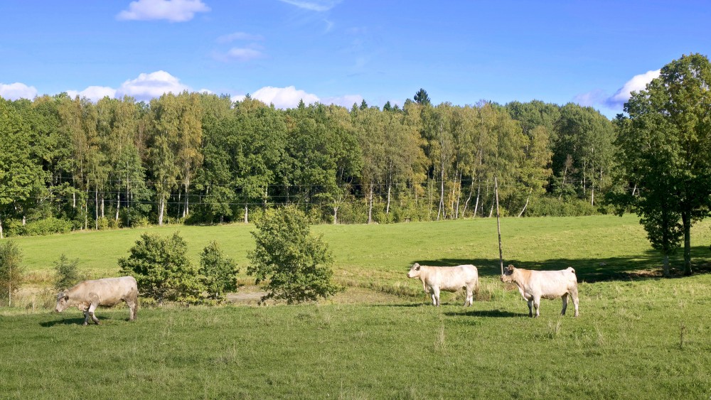 Cattle grazing in a green meadow near forest on a sunny day