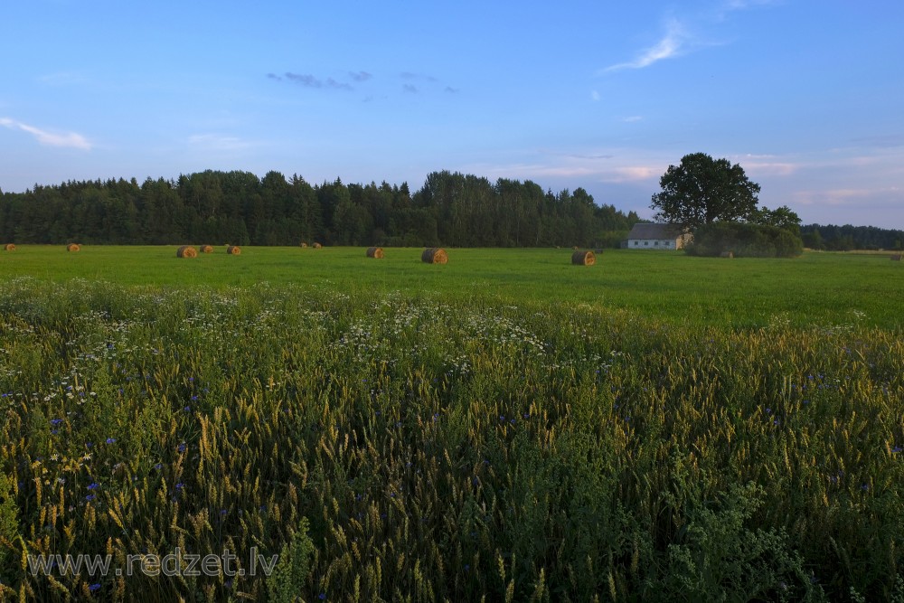Rural Landscape With Wheat Field
