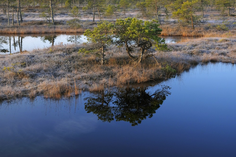 Swamp Lakes, Reflection In Water