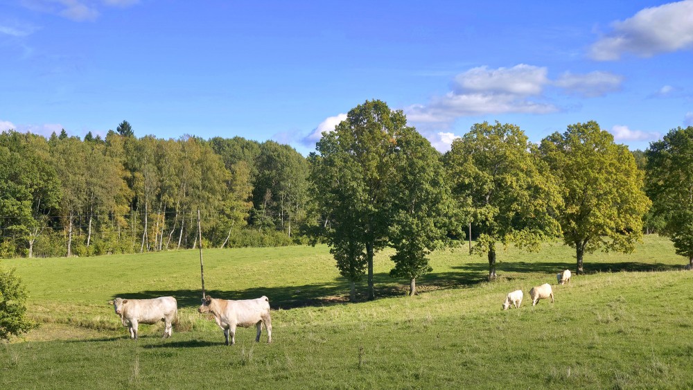 Cows in pasture and deciduous trees in green meadow in autumn