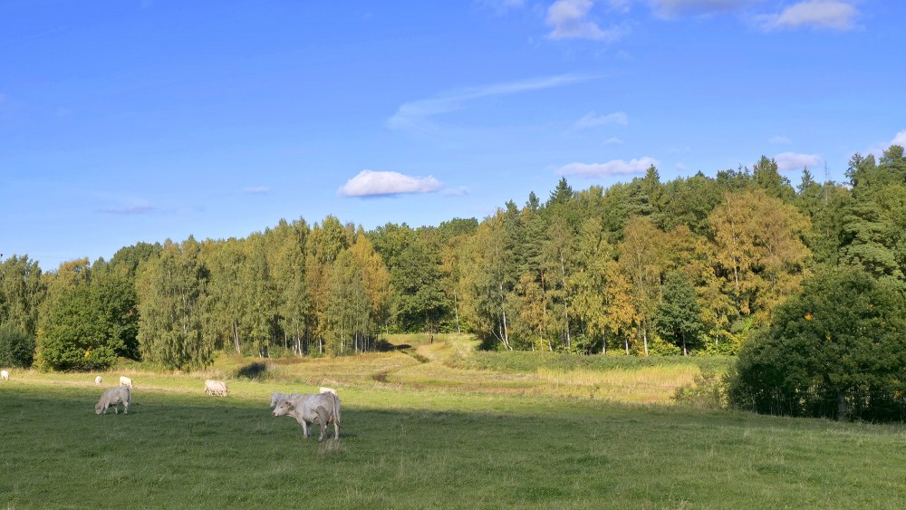 Light-colored cows grazing in a meadow near colorful autumn forest