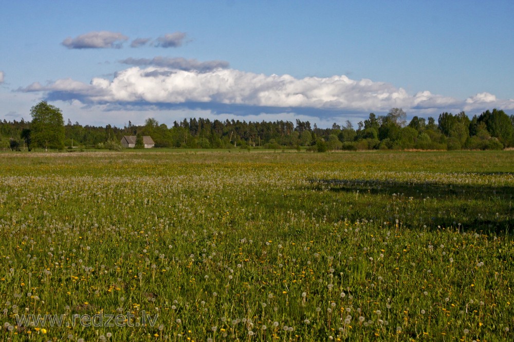 Pļava ar noziedējušām pienenēm