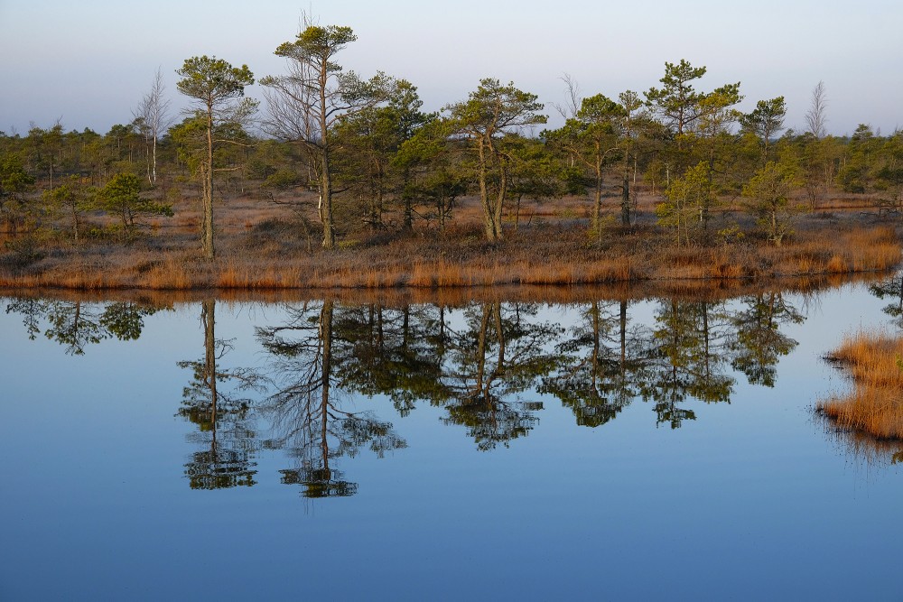 Swamp Lakes, Reflection In Water