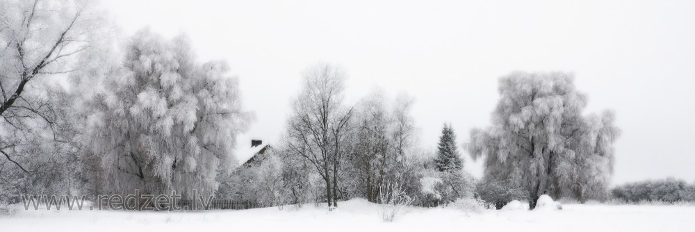 Ziemas panorāma ar apsarmojušiem kokiem