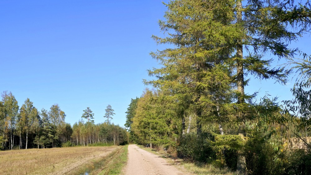 Lauku ceļš gar lapegļu rindu un rudens mežu Lauku ceļš gar lapegļu rindu un rudens mežu