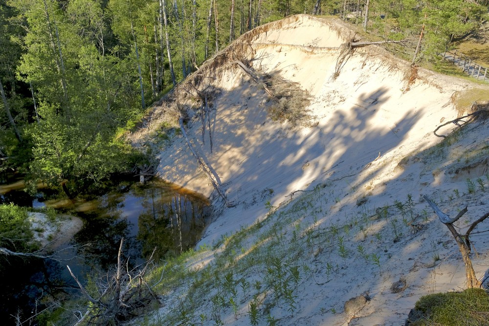 Pūrciema Baltās kāpas dabas taka Pūrciema Baltās kāpas dabas taka
