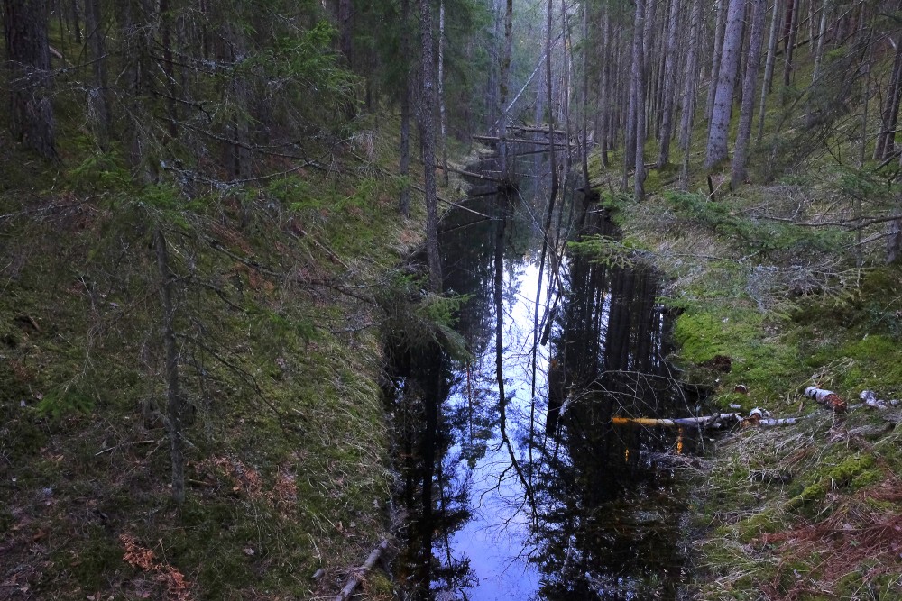 Water in a Forest