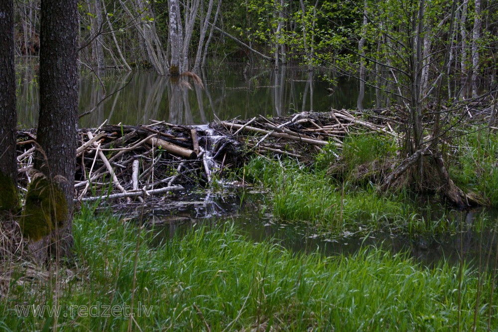 Bebru veidots dambis