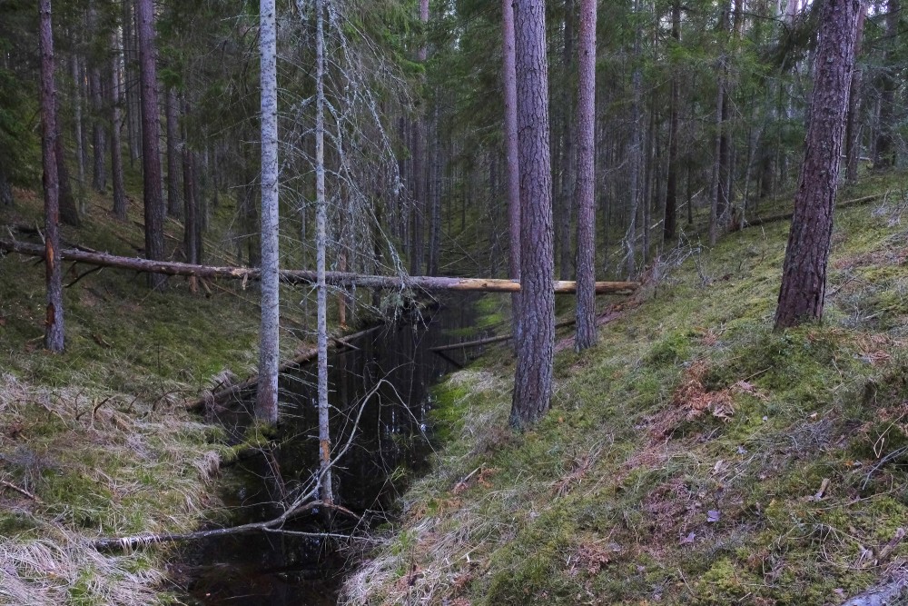 Water in a Forest