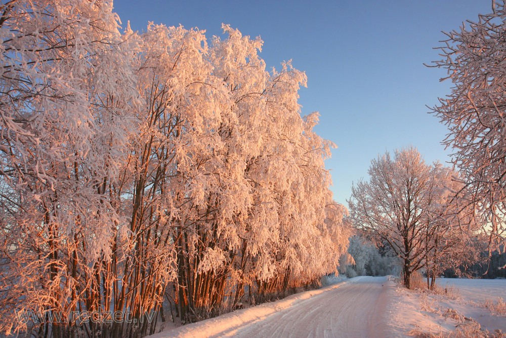 Rīta saules apspīdēti apsarmojuši koki