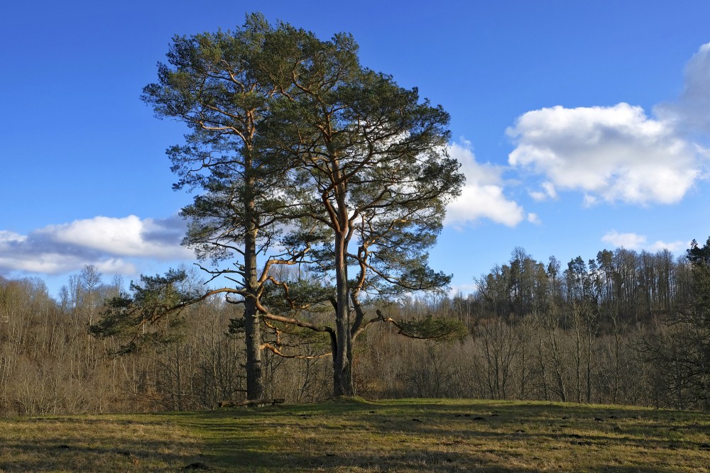 Landscape With Pine Trees