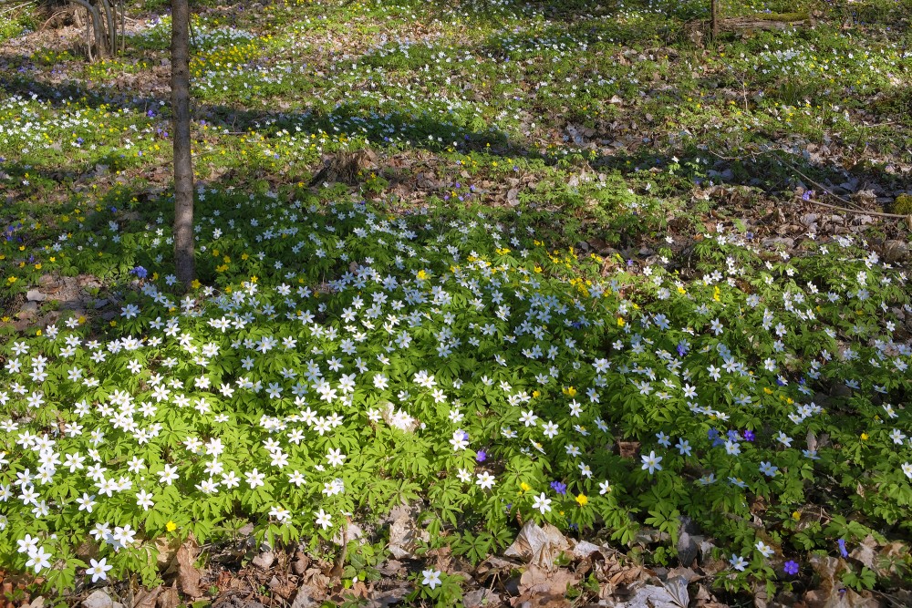 Wood Anemone and Yellow Anemone in the Park