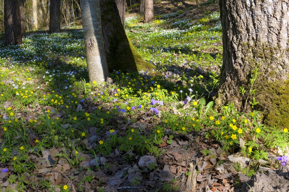 Zilās vizbulītes, baltie un dzeltenie vizbuļi parkā