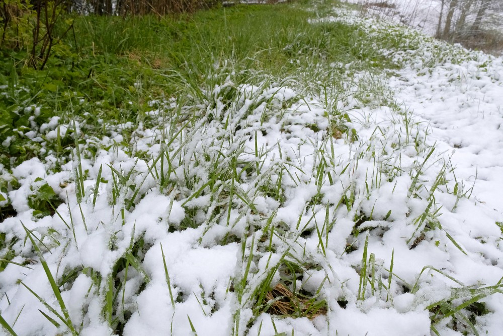 Green grass and snow