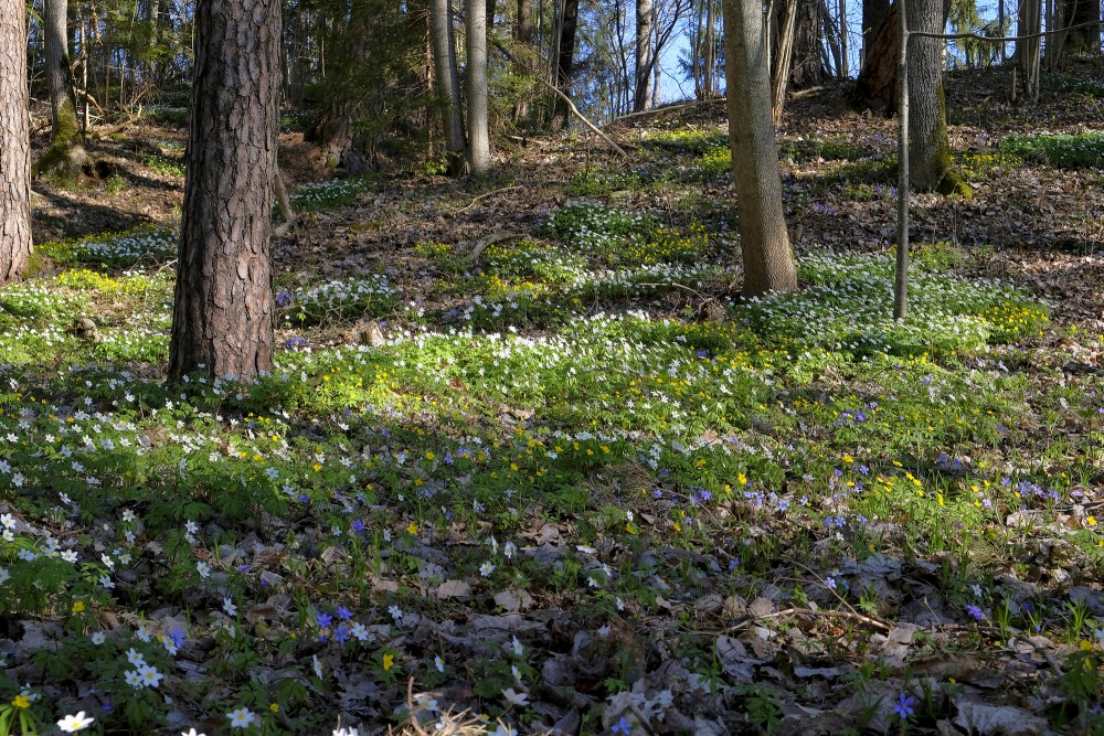 Zilās vizbulītes, baltie un dzeltenie vizbuļi parkā