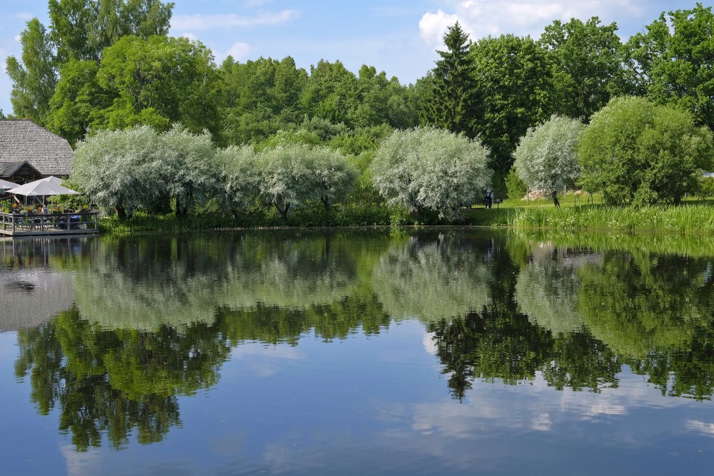 Koku atspulgs dīķa ūdenī Koku atspulgs dīķa ūdenī