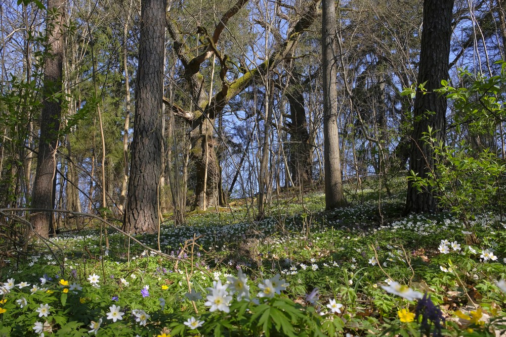 Wood Anemone in the Park