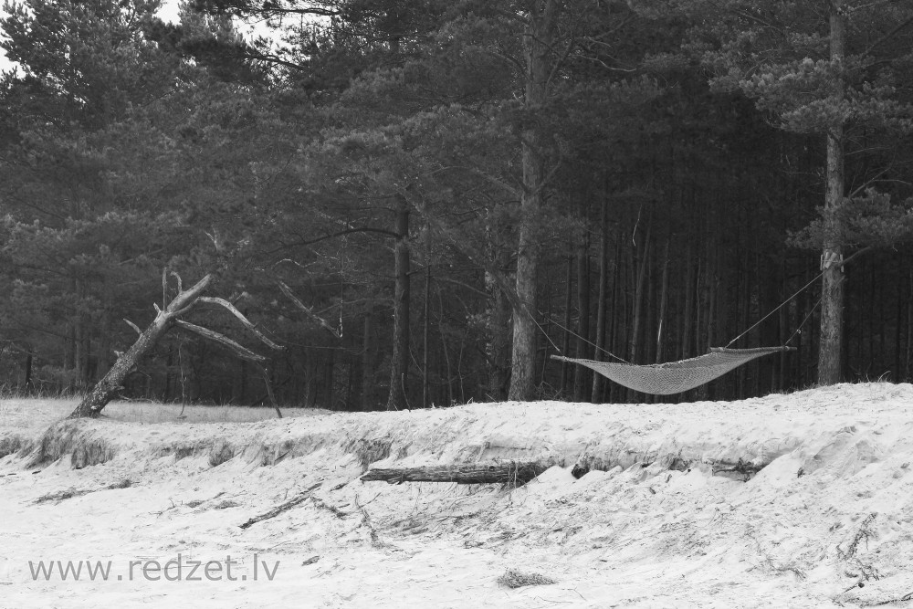 Hammock between Pines on the Sea