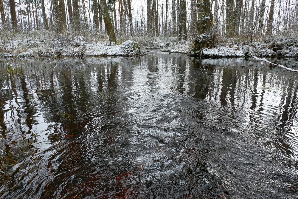 Forest Stream In Spring