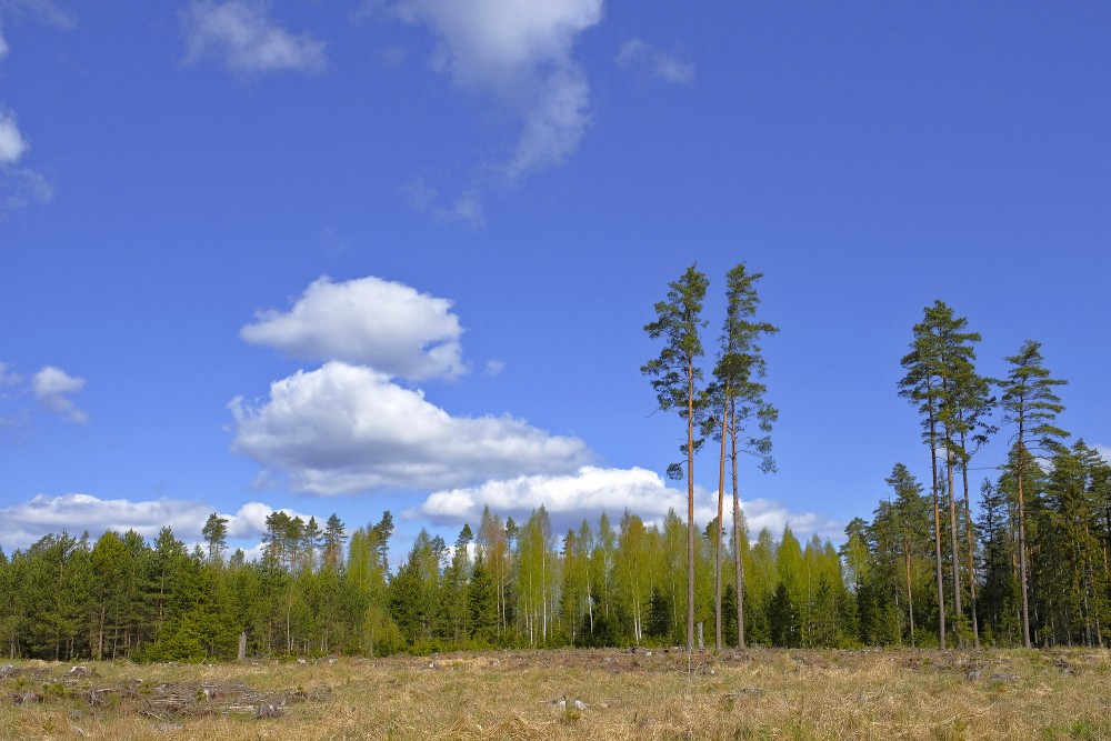 Forest Landscape with Clouds