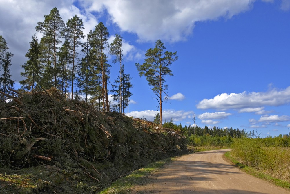 Zaru kaudze ceļa malā Zaru kaudze ceļa malā