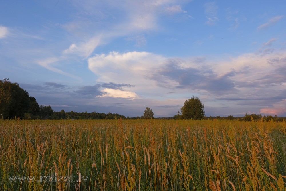 Evening Rural Landscape