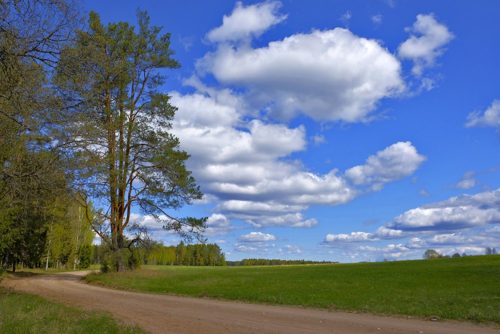 Ainava ar gubumākoņiem un pļavu Ainava ar gubumākoņiem un pļavu