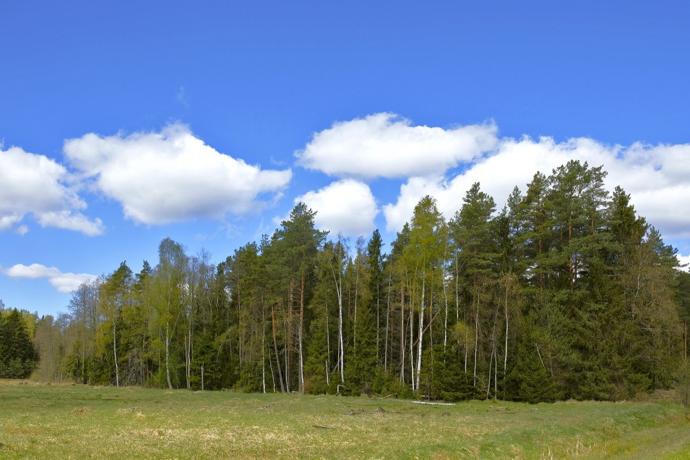 Meža ainava ar mākoņiem, meža pļava Meža ainava ar mākoņiem, meža pļava