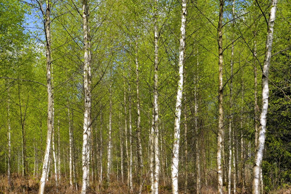 Bērzu birzs pavasarī Bērzu birzs pavasarī