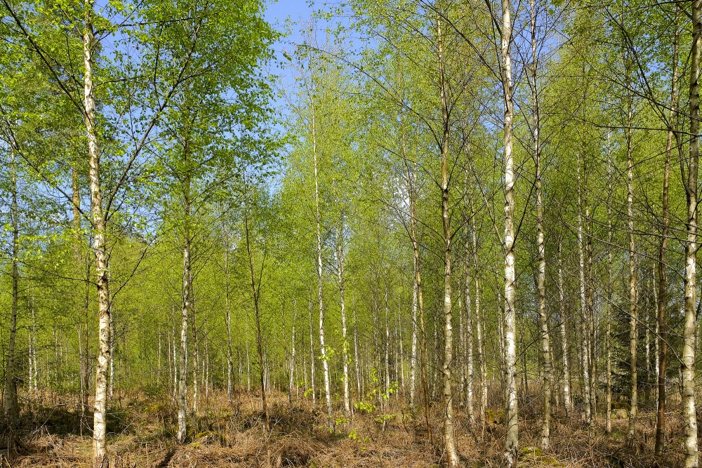 Bērzu birzs pavasarī