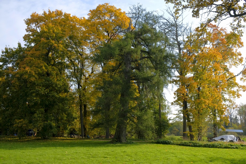 Vilzēni Manor Park And Vilzēni Larch