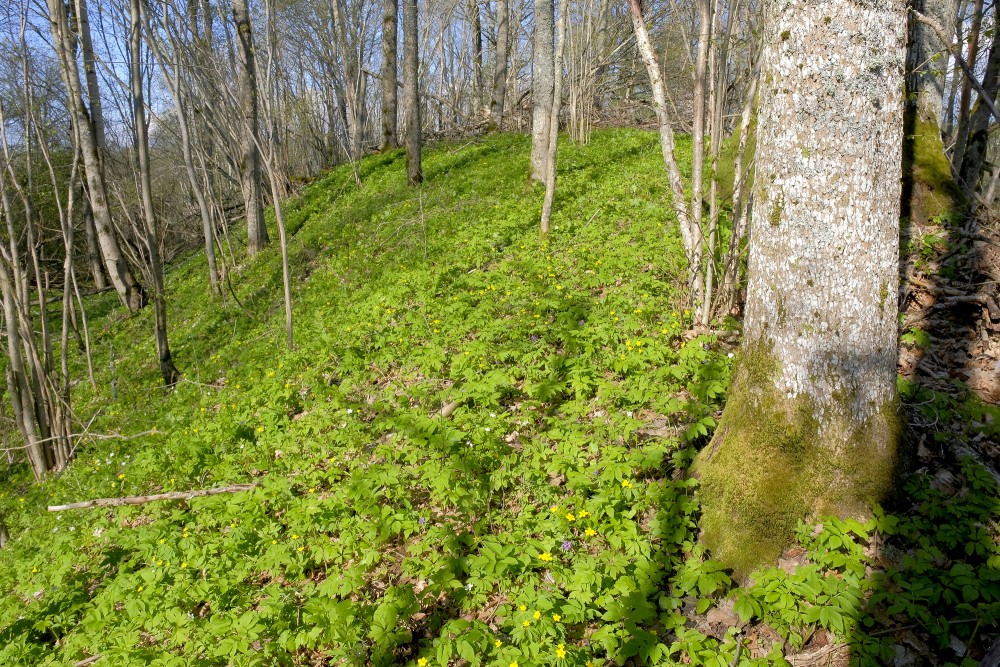 Vizbulītes Embūtes pilskalnā