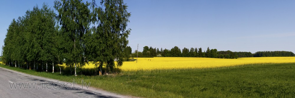 Lauku panorāma ar rapsi