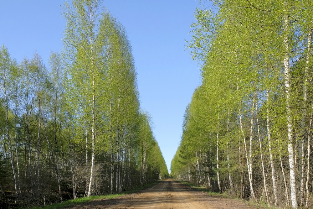 Birch Alley in Spring