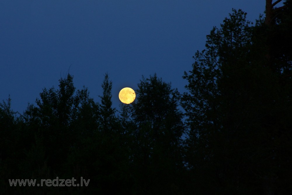 Mēness starp kokiem