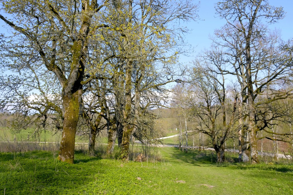 Spring Landscape with Trees