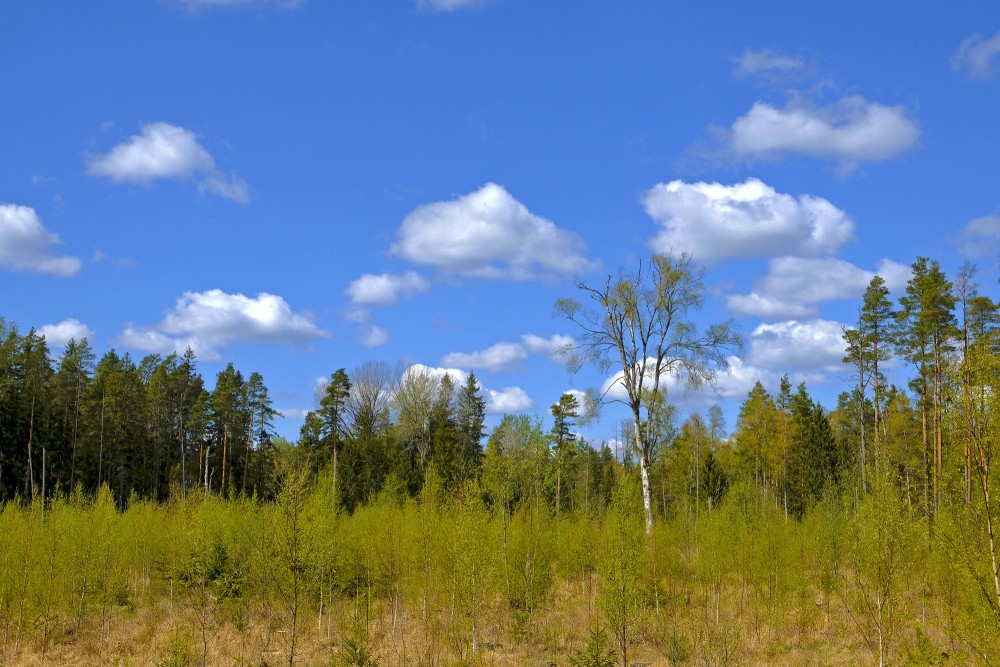 Meža ainava pavasara dienā Meža ainava pavasara dienā