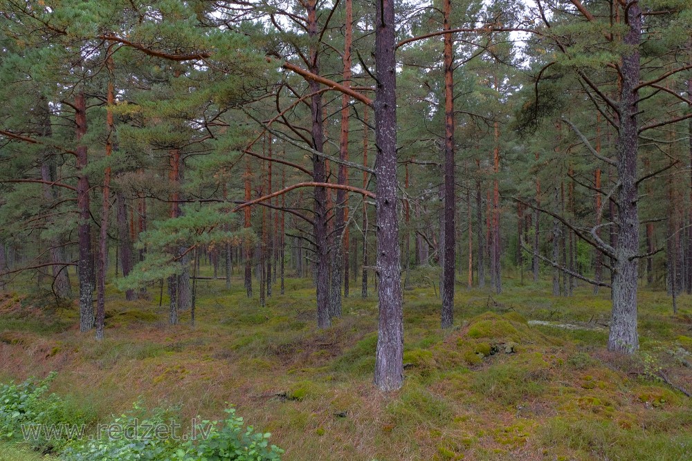 Autumn forest, Latvia