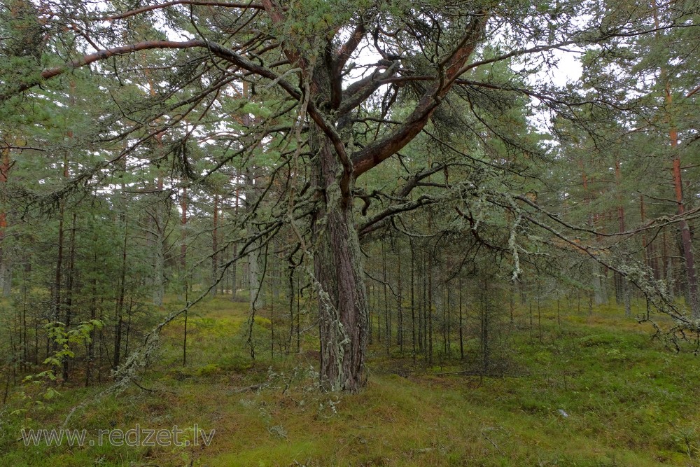 Pine